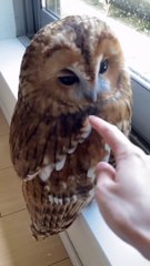 An owl can rotate it's neck by .. 270° -  #short