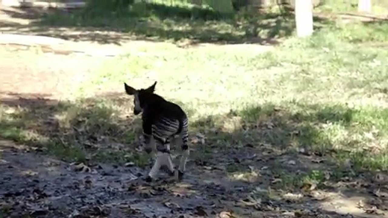 This Animal Is More Closely Related to a Giraffe Event Though It Has Zebra-Like Stripes