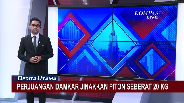 Detik-Detik Perjuangan Petugas Damkar Menjinakkan Ular Piton Seberat 20 KG