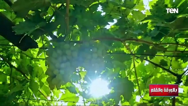 الديهي من توشكي بعد تحول الحلم إلى حقيقة ..من أرض جرداء إلى جنة الله في الأرض