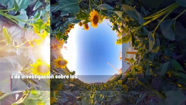 Los nidos de abejorros enfrentan amenazas de calor debido al cambio climático