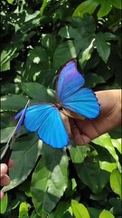 "Manipulated butterfly"