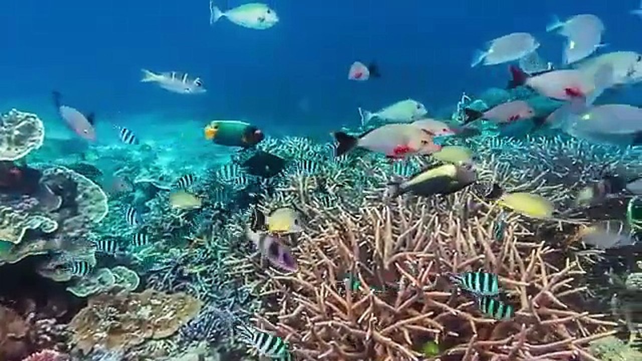 15 MOST DANGEROUS Ocean Creatures In The World