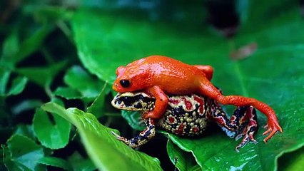 15 Last Known Photos of Animals That WentExtinct