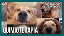 Cãozinho emociona pessoas nas ruas e na internet durante batalha pela vida