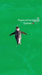 Pinguim nada tranquilamente em Bombinhas