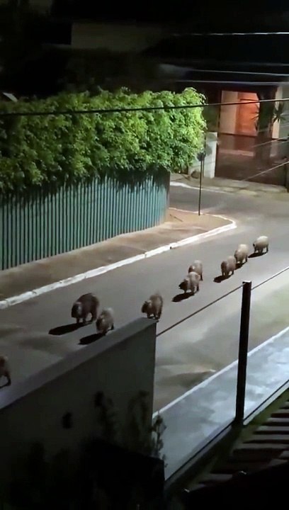 capibaras