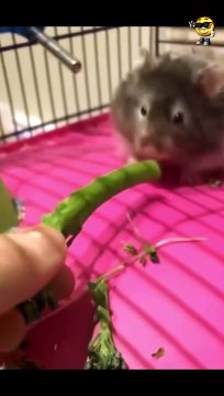 Funny Fails - #funny #funnyfails #funnyvideo #humor #humour #humormemes #memes #memesvideo #fails