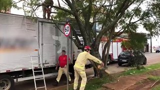 Árvore quebra sobre caminhão e mobiliza Corpo de Bombeiros na Rua JK