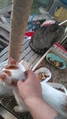 Șogor Tiberiu Adrian 24/06/2024