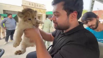 Lion Ka Baccha Chori Kar Liya  | Sher Ko Gussa Aageya  | Adventure In A Jungle  Ducky Bhai