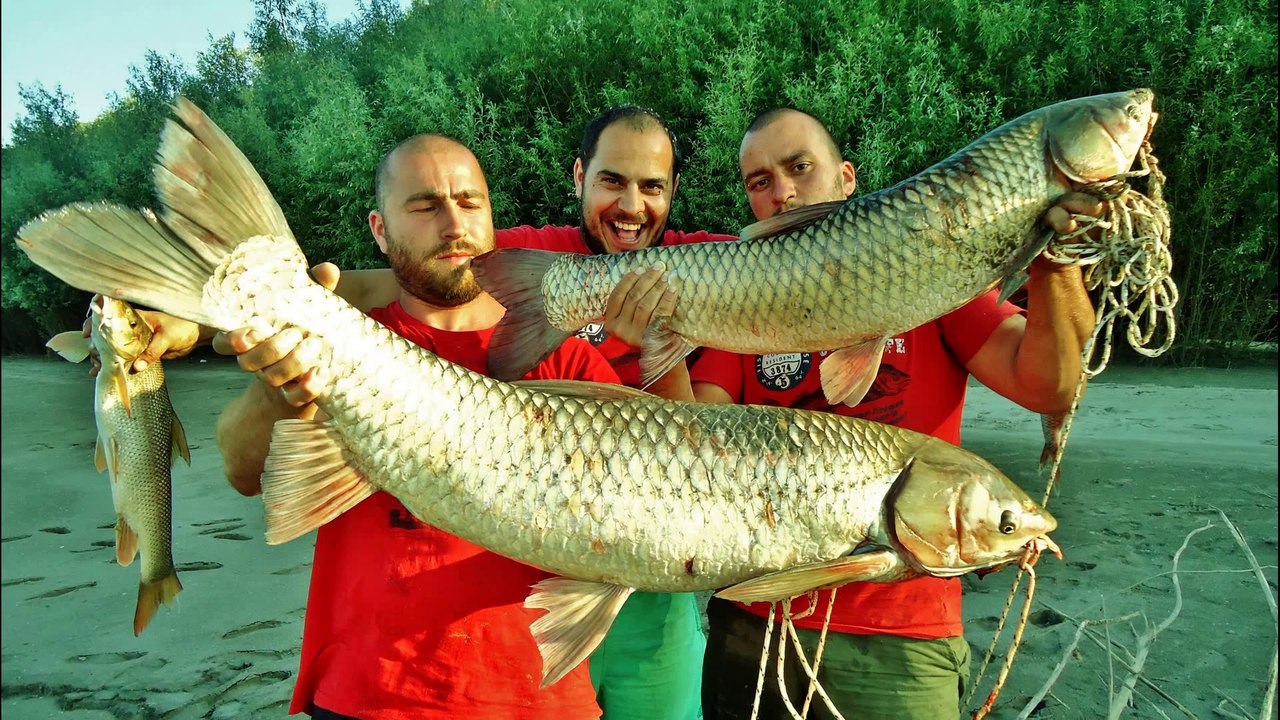 Danube Fishing on White Amur (trailer)