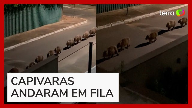Capivaras são flagradas ‘desfilando’ por rua de Brasília