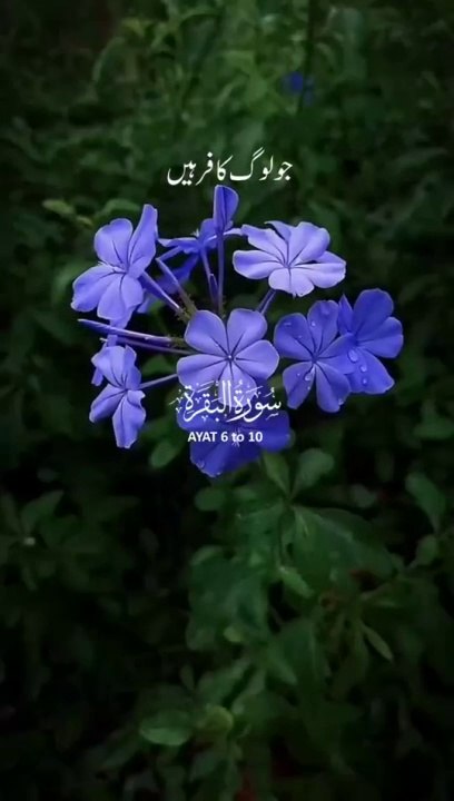 sura al bakra