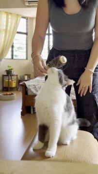Cat Loves to Get Brushed With Owner's Hair Brush