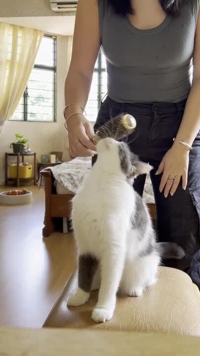 Cat Loves to Get Brushed With Owner's Hair Brush