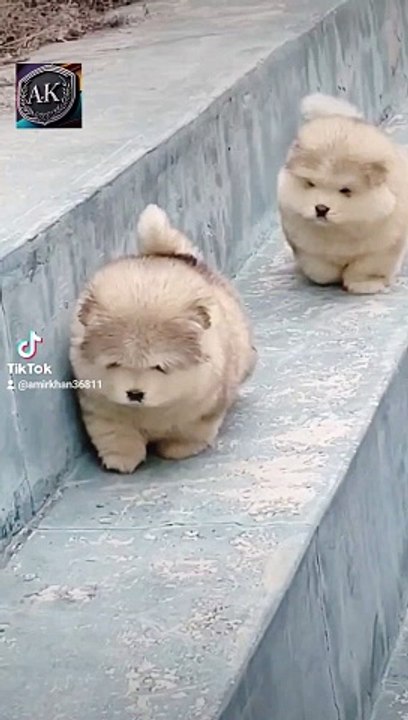 Funny babay kids cartoon video