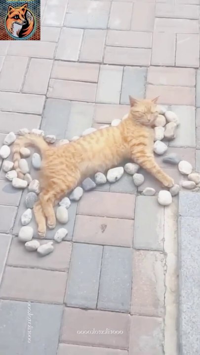 Don't Disturb Me| Funny Cat 2024|