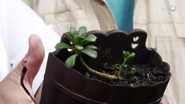 Descubren nuevas especies de plantas en Sierra de Manantlán; están en peligro de extinción