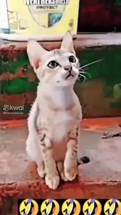 Funny video