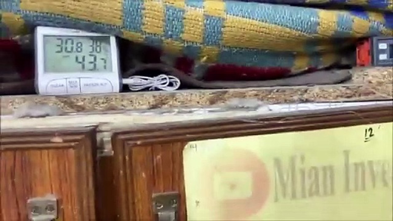 Successfully Saved the LIFE of Baby CHICKS - Life Saving Operation on Baby chick