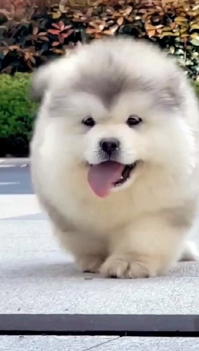 Dogs video 