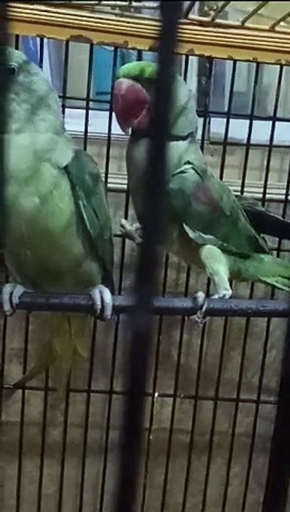 Parrot Singing