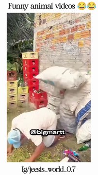 Funny animal videos __funnycat _funnyanimals _cutecats _cuteanimals _trending _memes _memevideo _animals _funny _shorts _cats _dogs _reels _funnyanimals _viralanimals _petanimals _pets _pet _dogs _Instagram _cat _c(