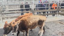 Camperdown saleyards closure | Stock & Land