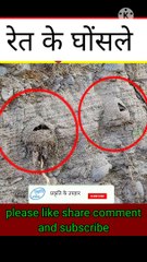 Sand nest | रेत के घोंसले | nest | bird nest | mud nest