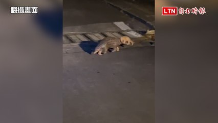 穿山甲媽媽背寶寶過馬路引熱議 🦡 苗縣農業處呼籲勿騷擾