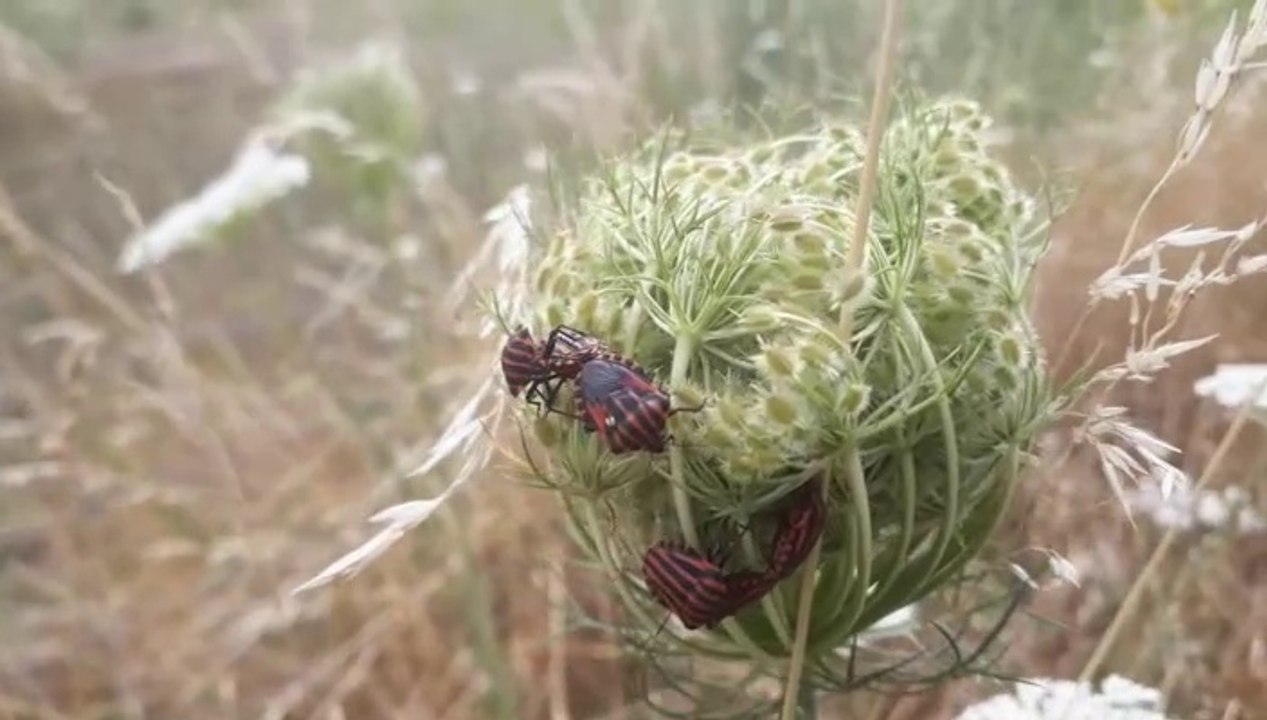 Natur pur: "die streifenwanze"
