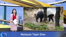 Taipei Zoo Says Endangered Tapir Died From Heat Stress