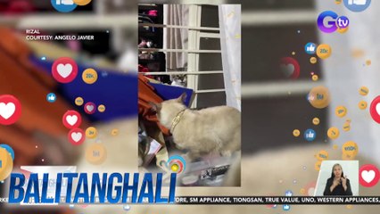 Alagang pusa, todo "meow" sa pagtalak sa isa pang pusang naligaw | Balitanghali