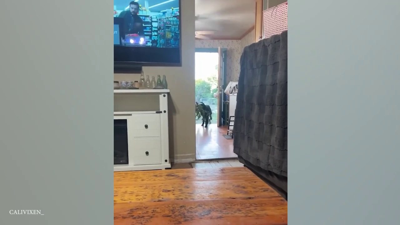 Laugh Uncontrollably! New Funny Animals Video 2024