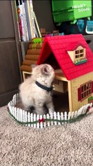 Kitten Surprise Melts Son's Sadness