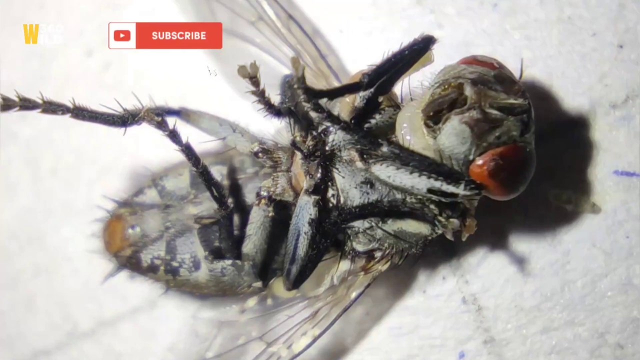 Parasitic worms infected attack on fly