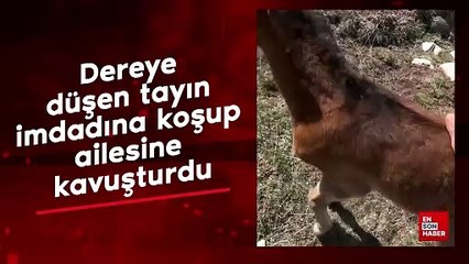 Dereye düşen tayın imdadına koşup ailesine kavuşturdu