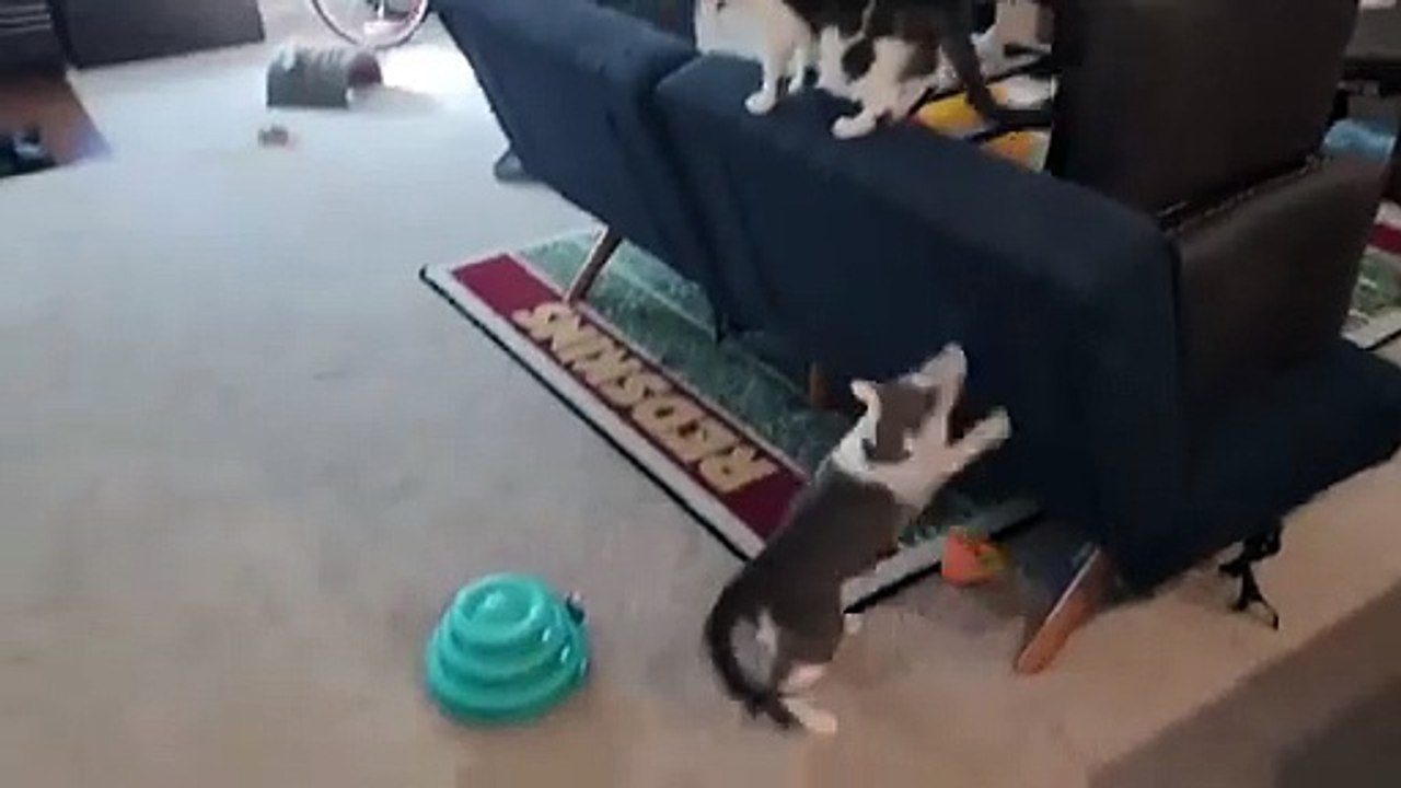 Cat Fight Scenes