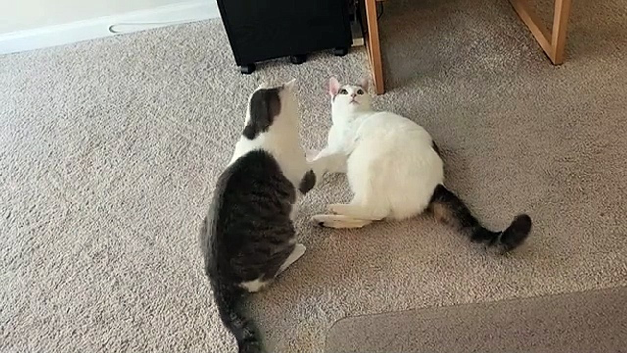 Cats At War - 4