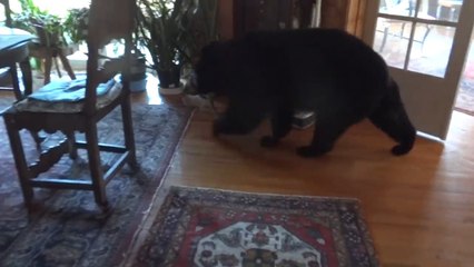 Person Asks Bear to Walk Out of the Door
