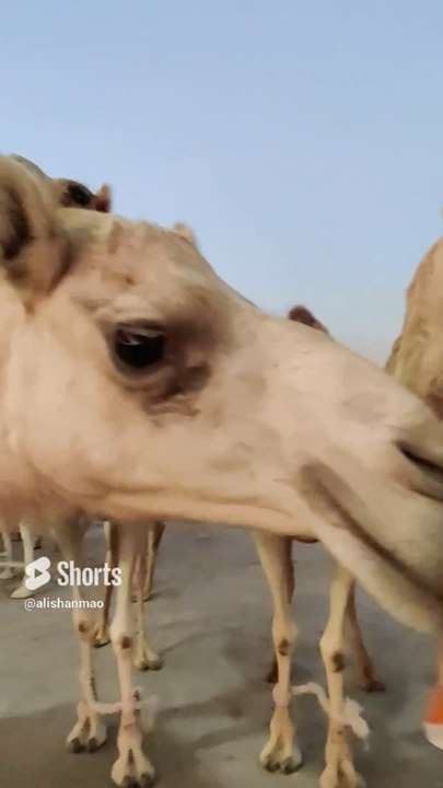 Feeding cute camels at paramotor field #shorts