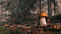 Escapades dans les bois à la cueillette de champignons