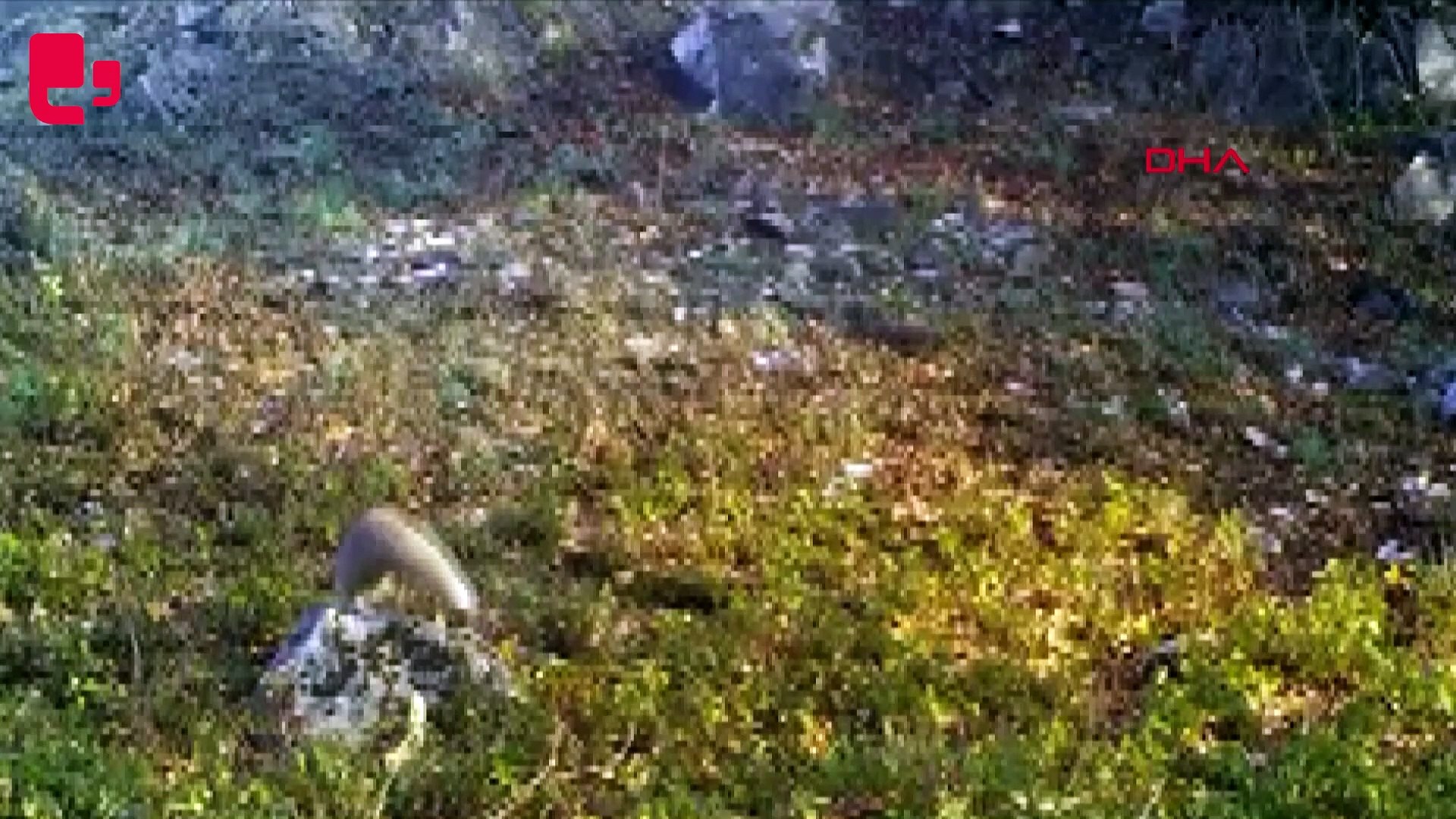 Yaban hayvanları fotokapanlarla görüntülendi