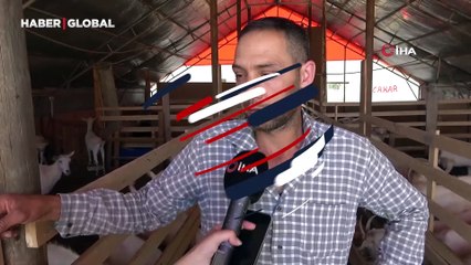 Sivas'ta sokak köpekleri dehşeti: Koyunları telef ettiler