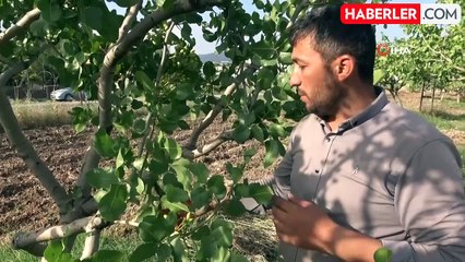 Siirt fıstığının aşılama dönemi başladı