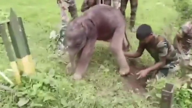 Baby elephant rescued from water channel and reunited with its mother