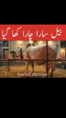 Bail Sara Chara Kha Gaya 