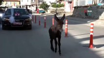 Bak şu sıpanın yaptığına: 2 kilometre boyunca eşlik etti