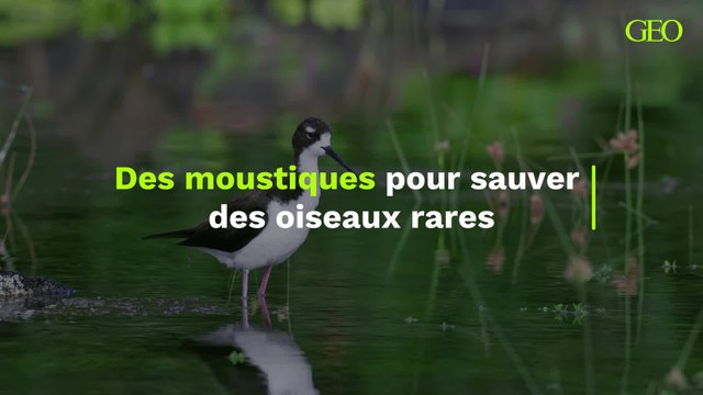 À Hawaï, des millions de moustiques relâchés pour sauver des oiseaux